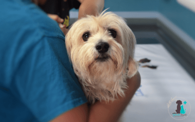 El dolor en los animales