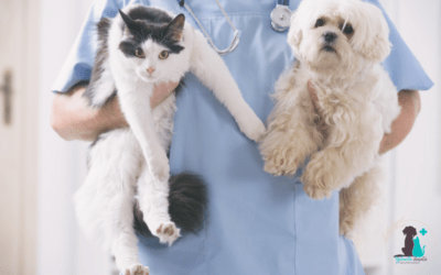 ¿Qué es la fisioterapia veterinaria?