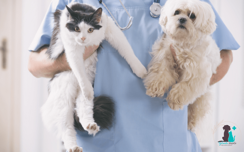 ¿Qué es la fisioterapia veterinaria?