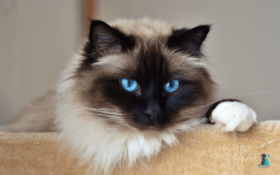 Artrosis en gatos