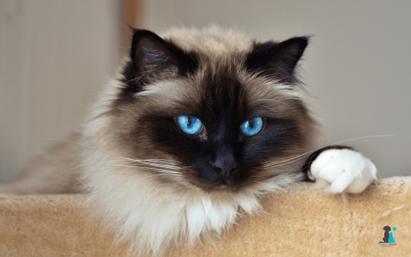 Artrosis en gatos