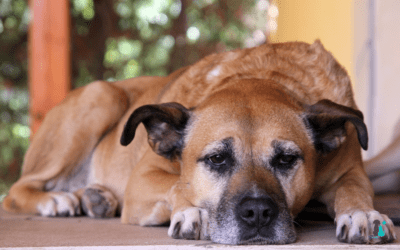 Falsos mitos de la artrosis en perros