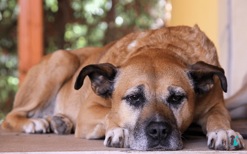 artrosis perros
