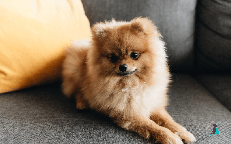 Luxación de rótula en perros