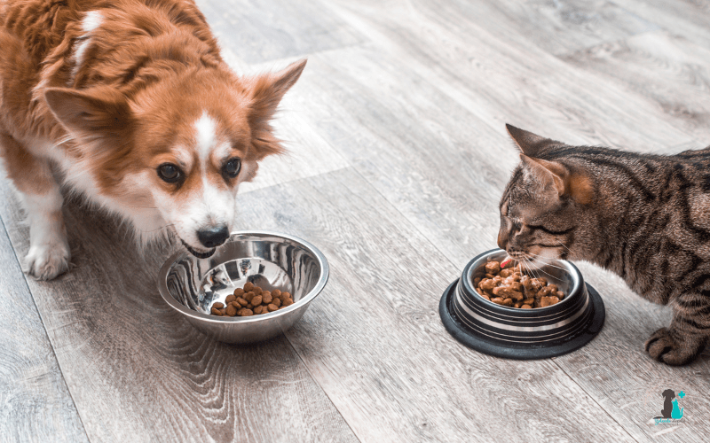 Obesidad en perros y gatos, ¿cuáles son los riesgos?