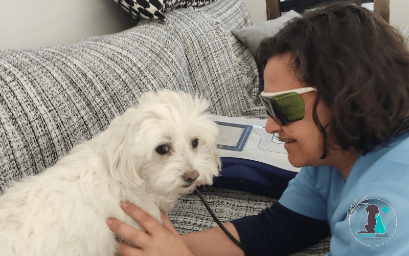 Lo que debes saber sobre rehabilitación animal