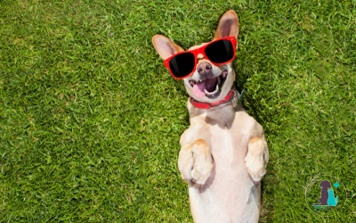 3 recomendaciones para tu perro este verano  