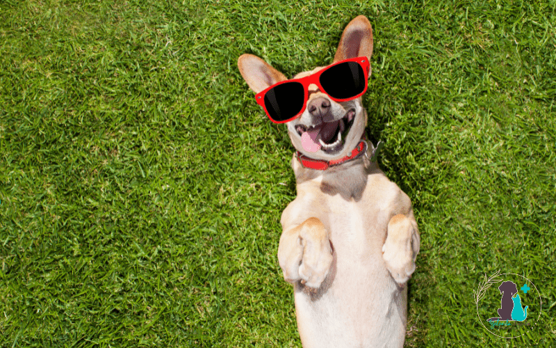 3 recomendaciones para tu perro este verano  