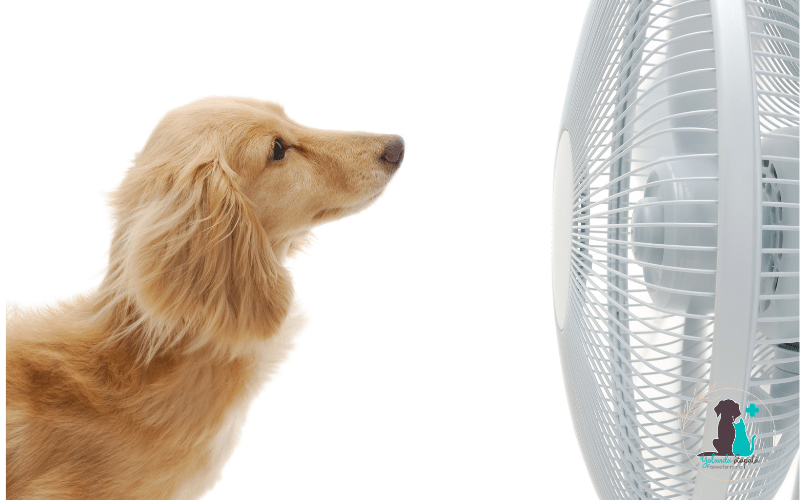 Golpes de calor en perros